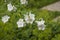 White garden jasmine in the garden. White jasmine blossom with green leaves. Flowers sways on wind among the leaves in the garden