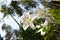 White garden lily on forest background