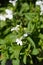 White Garden lobelia