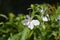 White Garden lobelia