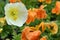 White Garden Poppy after a short Rain