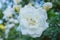 White garden rose with buds on a bush, summer flower