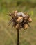 White Garden Snail estivating on dry Thistle plant