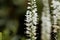 White garden speedwell flowers Veronica longifolia