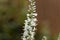 White garden speedwell flowers Veronica longifolia