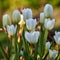 White garden tulips growing in spring. Closeup of didiers tulip from the tulipa gesneriana species with vibrant petals