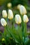 White garden tulips growing in spring. Closeup of didiers tulip from the tulipa gesneriana species with vibrant petals