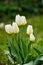 White garden tulips growing in spring. Closeup of didiers tulip from the tulipa gesneriana species with vibrant petals