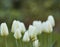 White garden tulips growing in spring with copy space. Didiers tulip from the tulipa gesneriana species with vibrant