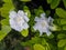 White Gardenia Blooming in The Rainy Season