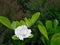 White Gardenia Blooming in The Rainy Season