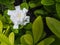 White Gardenia Blooming in The Rainy Season