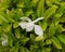 White gardenia blossoms with buds still in growth