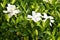 White gardenia bush