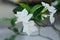 White Gardenia Cape Jasmine flower bunch