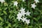 White Gardenia Cape Jasmine flower bunch