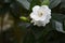 White gardenia flower