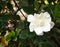 White gardenia flower blooming on bush in rain fall season