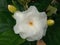 White gardenia flower blossom blooming on tree in garden with green leaf background for photo stock or design, summer flower.