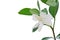 White Gardenia flower or Cape Jasmine (Gardenia jasminoides)