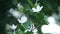 White gardenia flower with nature bokeh in background