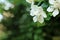 White Gardenia jasminoides flowers Cape jasmine with freshness water drop on petal.