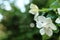 White Gardenia jasminoides flowers Cape jasmine with freshness water drop on petal.