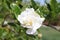 A white gardenia jasminoides plant