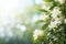 White gardenia on right side with isolated bokeh background, ample copy space on left side