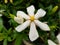 White Gardenia `Swan Maiden` flower at full bloom