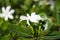 White gardenia taitensis flowers growing in the green garden