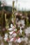 White gaura (oenothera lindheimeri) flowers