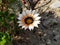 white gazania flower in garden