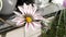 White Gazania longiscapa flower on wind. House Flowerbed. Blooming Garden. Gardening on window. Flowering plant