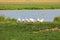 White geese