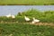White geese