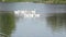 White geese family swimming