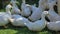 White geese on a farm in a large flock pinching the green grass.