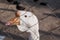 White geese on the farm outside the fence