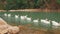 white geese grace the serene waters of a Turkish lake along the Lycian Way, a tranquil moment in nature\'s embrace.