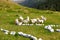 White geese in the grass in the meadow. Poultry grazing in the mountains on nature