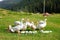 White geese in the grass in the meadow. Poultry grazing in the mountains on nature