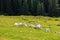 White geese in the grass in the meadow. Poultry grazing in the mountains on nature