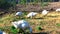 White geese graze in open area and grass