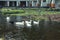 White geese in the lake, farmyard goose. Park of Nusa Dua, Bali island, Indonesia.