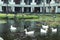 White geese in the lake, farmyard goose. Park of Nusa Dua, Bali island, Indonesia.