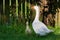 White geese and litle gesse on green grass near the fencef