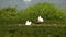 White geese near a pond