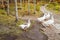 White geese with orange beaks in the park walk in search of food