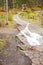 White geese with orange beaks in the park walk in search of food